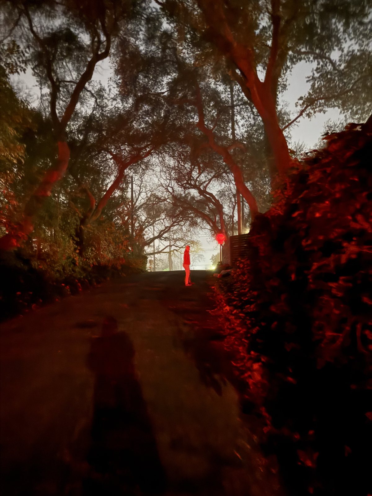 Night trees under a red light